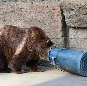 bear in trash